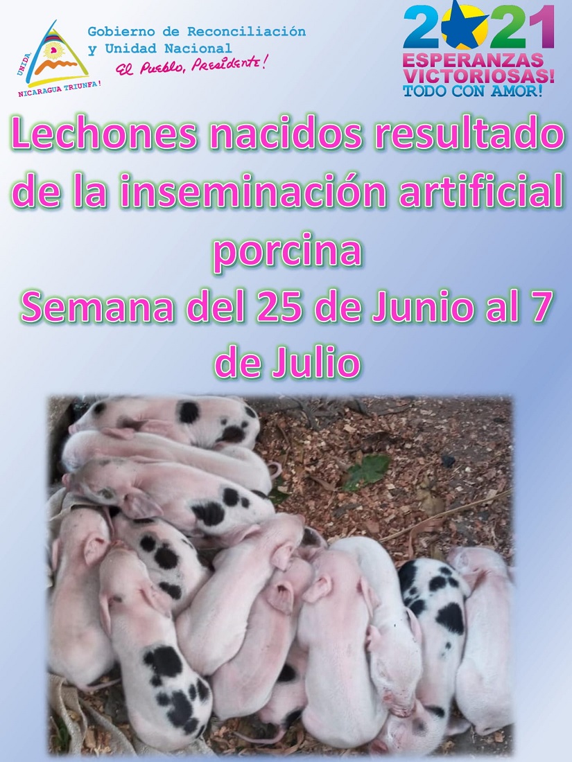 lechones